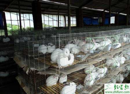 夏季养兔注意事项有哪些？