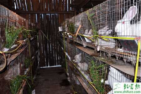 怎样养兔子?养兔子有哪些注意事项?