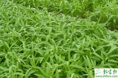 塑料大棚怎样种空心菜