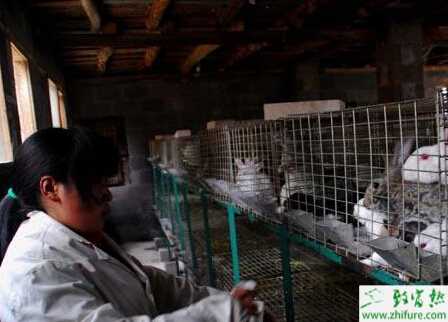 养兔子的防疫怎么实行?有哪些需要注意的?