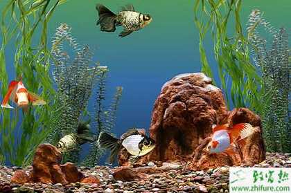 养鱼风水有哪些讲究？