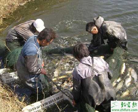 池塘养鱼怎么养？有哪些需要注意的？