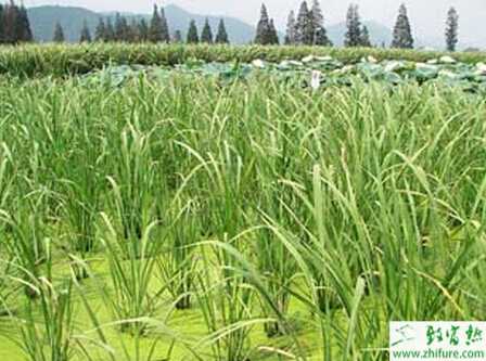 茭白高产栽培