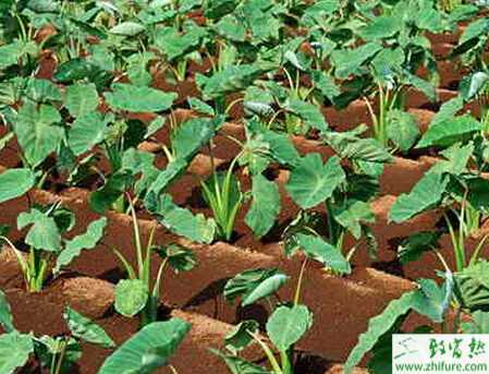 芋头的栽培管理