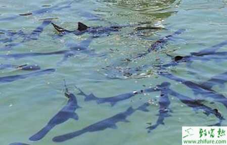 水库养鱼是什么?有哪些注意事项?