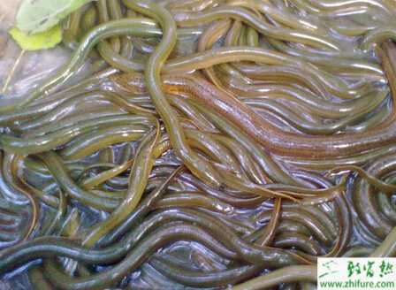 网箱养黄鳝怎么养？有什么需要注意的？