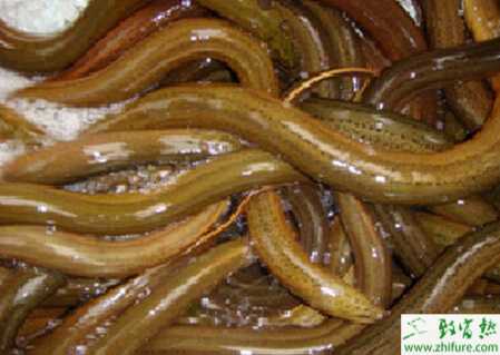 莲藕池套养黄鳝怎么养?有哪些注意事项?