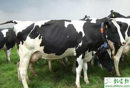 奶牛妊娠毒血症是什么、怎么防治