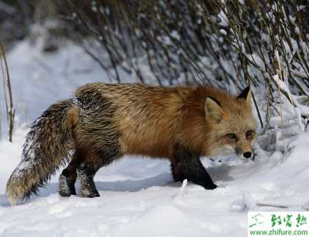 养狐狸饲料有哪些配方？怎么加工？有哪些需要注意的问题？