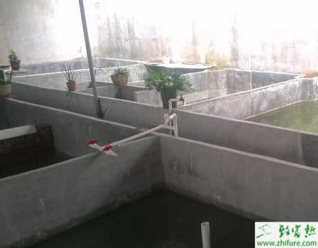 石金钱龟怎么养？养殖场地址怎么选择和设计？