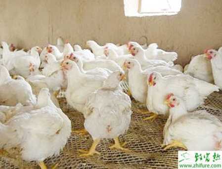 养白羽肉鸡的市场前景