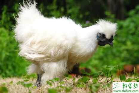 乌骨鸡是什么鸡?是乌鸡吗?怎么选乌鸡?