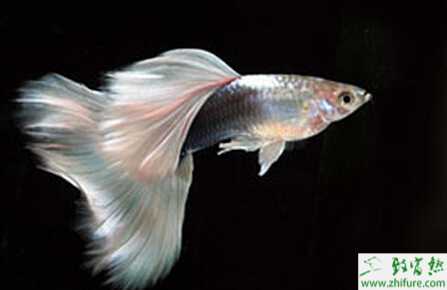 孔雀鱼如何繁殖？繁殖时间是怎样？不繁殖的原因有？