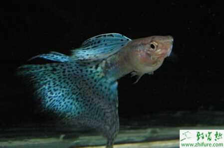 怎样判断孔雀鱼怀孕?孔雀鱼怀孕特征有哪些?怀孕周期是怎样?