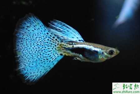 孔雀鱼如何交配？不交配的原因又是什么？