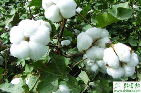 怎样才能种好棉花