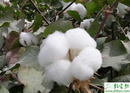 种棉花蕾铃脱落的原因
