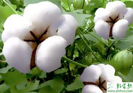 种棉花一播全苗技术要点