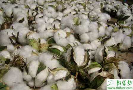 种棉花“苗全”七关键