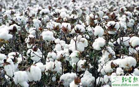 种棉花育苗时消毒除草有讲究