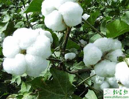 种棉花之高温高湿天要查治棉花烂铃