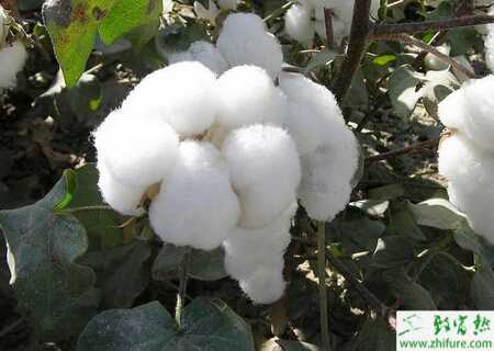 种棉花如何做好棉花秋后管理