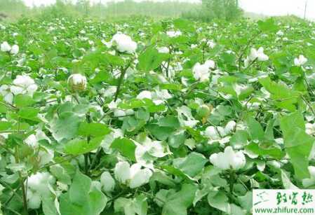 种棉花如何防止棉花的蕾铃脱落