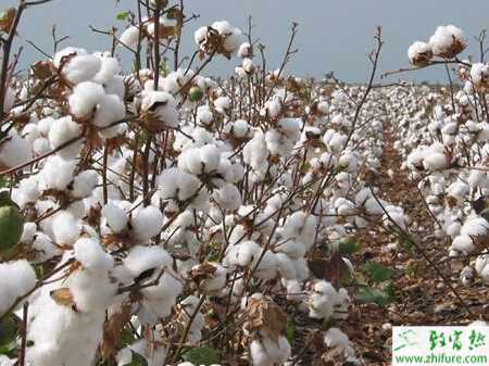 种棉花吐絮管理期抓四巧