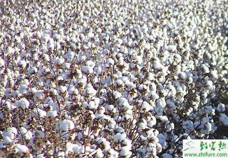 种棉花红叶茎枯病的防治