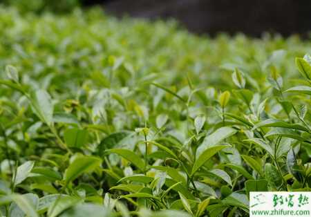 种茶叶枝扦插注意要点