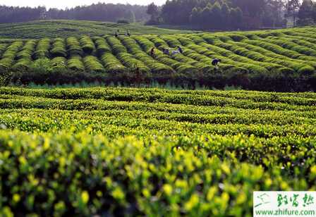 种茶叶茶园的正确管理措施