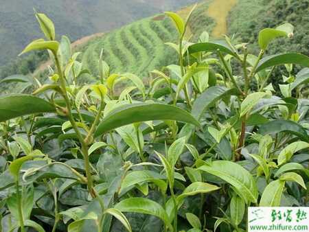 种茶叶如何合理施肥