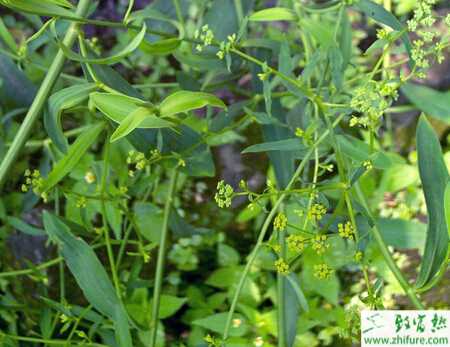 无公柴胡生产技术