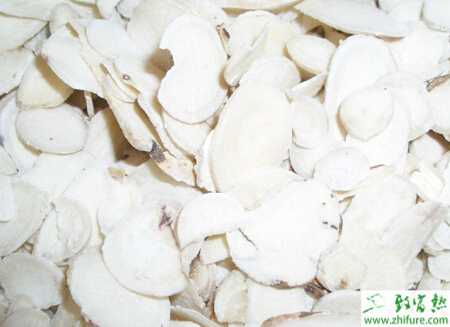 田间种植怎样管理白芷