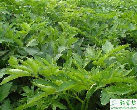 种白芷田间种管理