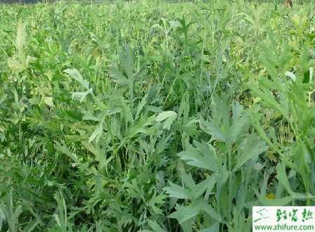 怎样高产管理白芷