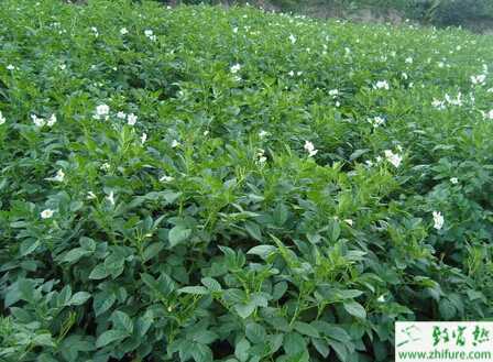 种白芷之白芷种前的田间的经验