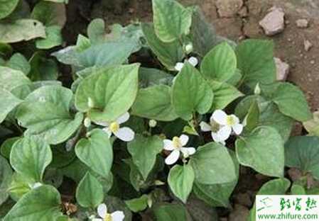 种鱼腥草如何进行肥水管理