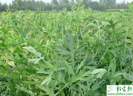 种防风丰产栽培技术