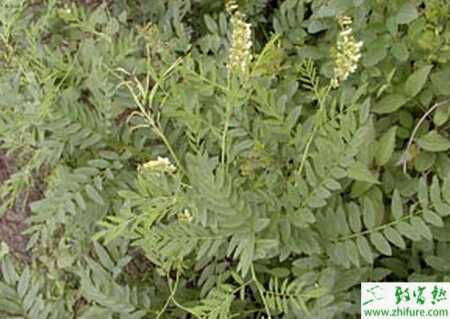 如何才能种好苦参