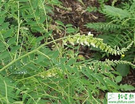 怎样规范化栽培苦参