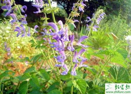 种丹参的田间管理措施