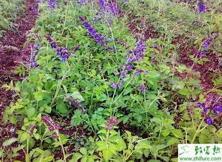 紫丹参的科学种植技术