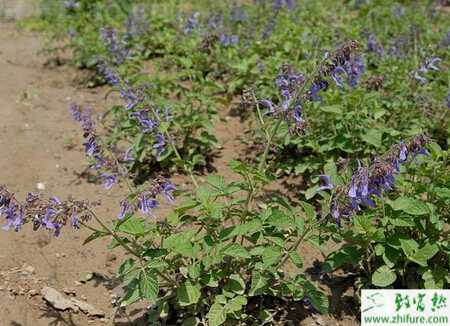 无公害丹参的种植技术