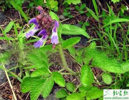 种丹参根腐病的防治