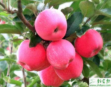 种苹果之苹果园秋季施肥技术