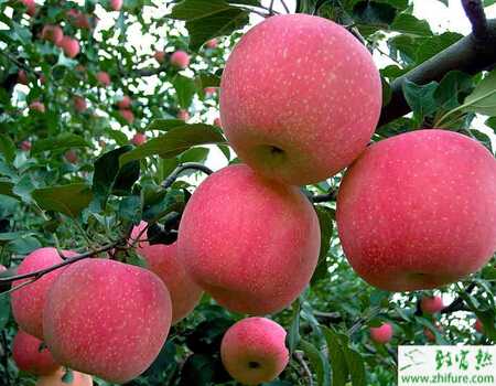种苹果之苹果树秋季管理