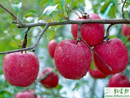 种苹果秋季修剪技术要点