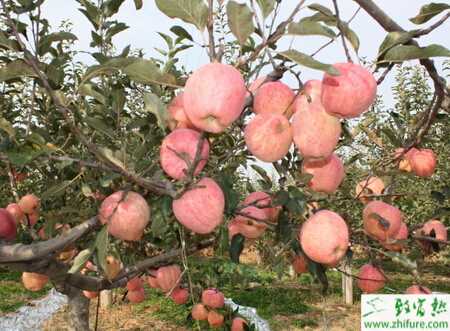 种苹果之无公害苹果的管理