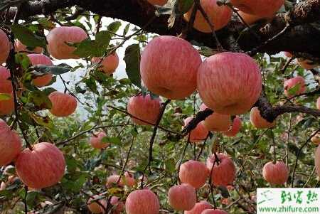苹果园高温高湿季节的管理经验